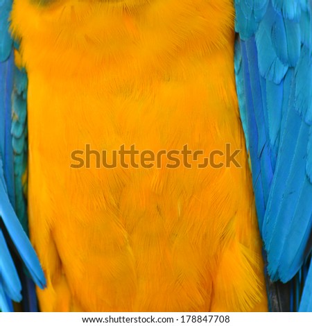 Pattern of Blue and Gold Macaw feathers