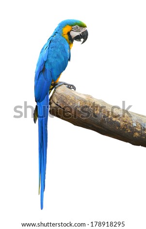 A beautiful bird Blue and Gold Macaw isolate on white background.