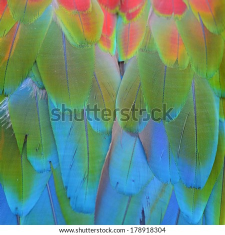 Multicolored feathers, Scarlet Macaw feathers background texture