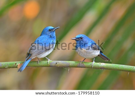Couple of Hainan Blue Flycatcher bird (Cyornis hainana) perching on a branch