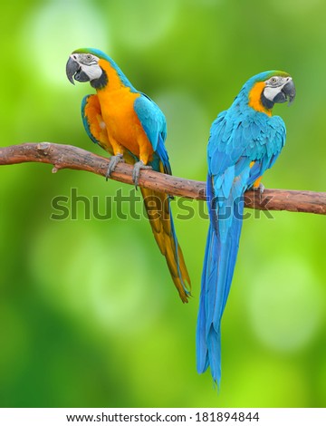 The beautiful birds Blue and Gold Macaw isolated on green background.