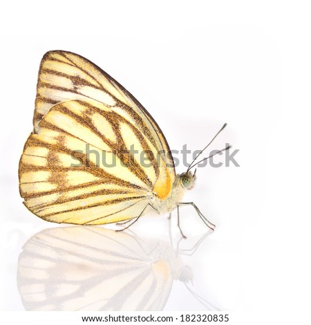 White and Yellow Butterfly (Cepora nerissa, Common Gull) isolated on white background