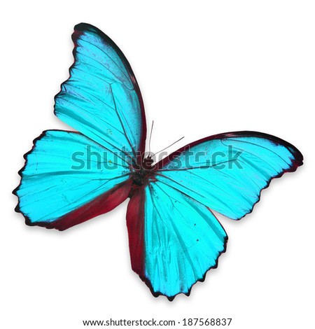 Beautiful Blue butterfly isolated on white background