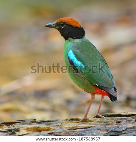 Beautiful colorful bird (Hooded pitta, Pitta sordida) standing on the log, back profile