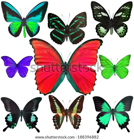 Exotic butterflies collection isolated on white background