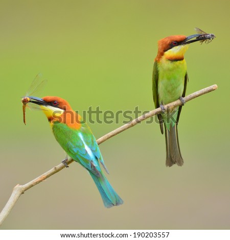 Couple of Bee eater Bird (Chestnut-headed Bee-eater, Merops leschenaulti) catching insects to feed their young.