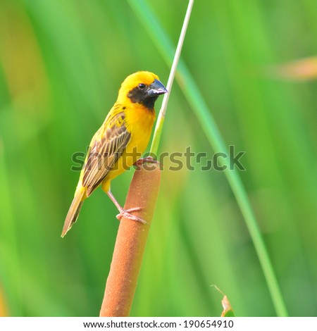 Beautiful yellow bird , Asian Golden Weaver on breeding,Male (Ploceus hypoxanthus)