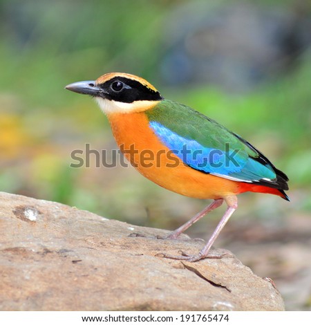 A beautiful colorful bird Blue winged Pitta.(Pitta moluccensis) standing on the rock