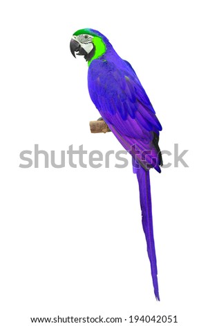 Purple Macaw aviary, isolated on a white background