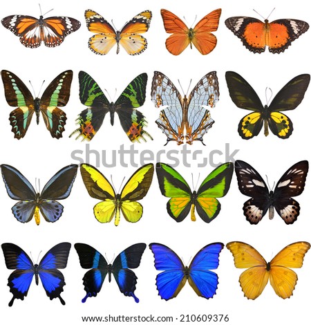 Collection of colorful butterflies isolated on white