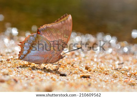 Red butterfly (Charaxes bernardus, Common Tawny Rajah) buterfly of Thailand