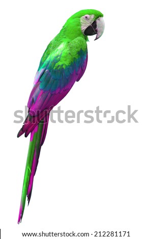 beautiful colorful macaw isolated on white background