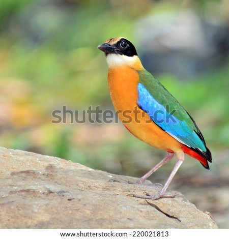 A beautiful colorful bird Blue winged Pitta.(Pitta moluccensis) standing on the rock