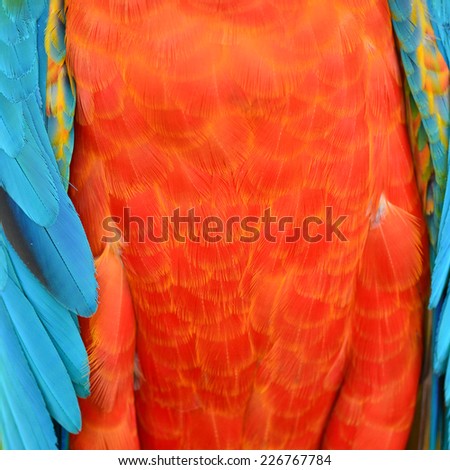 A beautiful bird Harlequin Macaw feathers, colorful background texture