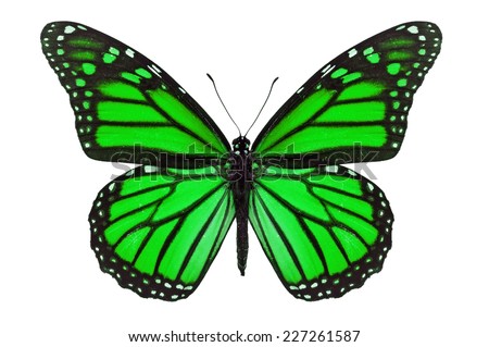 Green monarch butterfly isolated on white background.