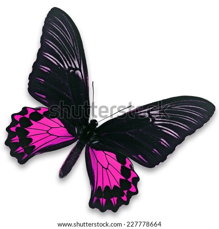 A beautiful black and pink butterfly isolate on white background.