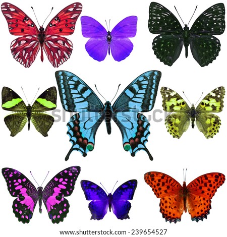 Collection of colorful butterfly isolated on white background