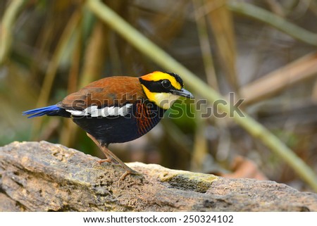 A beautiful bird, female of Banded Pitta,Malayan Banded Pitta (Pitta guajana) bird of Thailand
