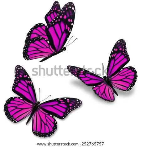 Three pink butterfly, isolated on white background