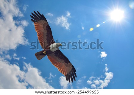 Brahminy Kite showing wing spread on sky and sun background