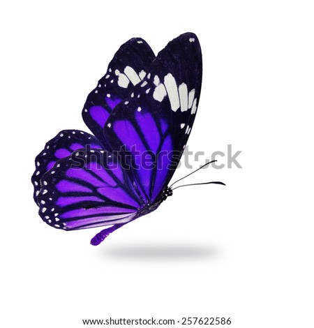 Beautiful purple monarch butterfly flying isolated on white background.