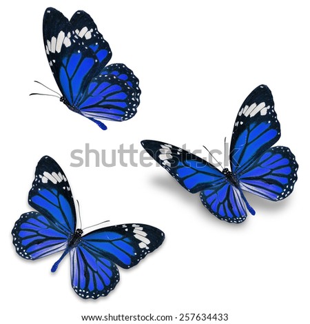 Three purple monarch butterfly, isolated on white background