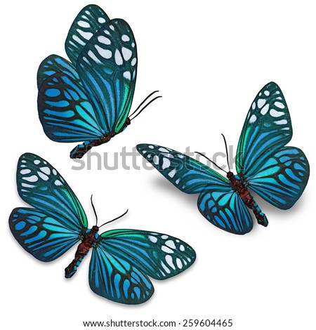Three blue butterfly isolated on white background