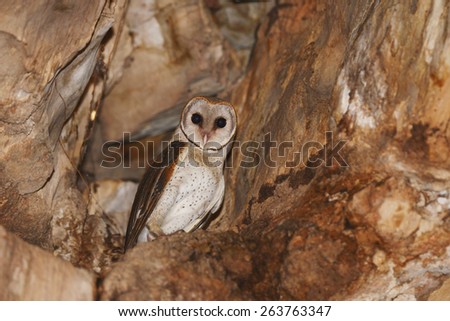 Barn Owl standing on the rock in cave, Thailand