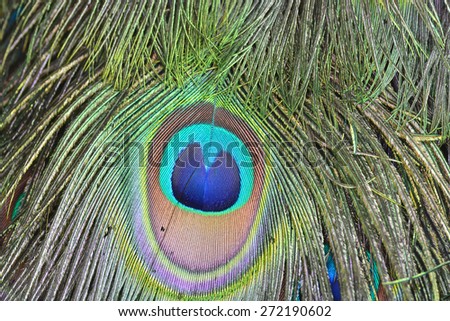 Beautiful Green Peacock feathers, for texture or background