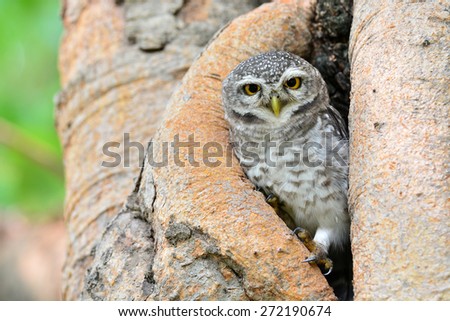 Beautiful Owl bird (Spotted owlet) in a nest, taken from Thailand