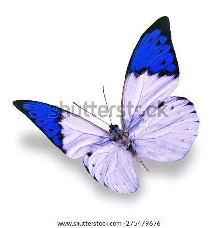 Beautiful white and blue butterfly isolated on white background.