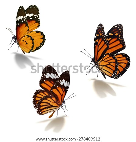 Three orange monarch butterfly isolated on white background