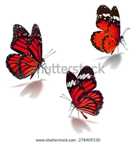 Three orange monarch butterfly isolated on white background