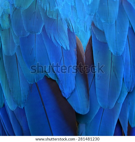 Blue feathers, Harlequin Macaw feathers background texture
