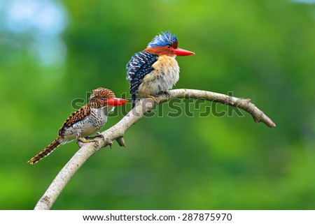 Beautiful couple of Banded Kingfisher birds perching on the branch, bird of Thailand