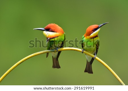 Beautiful Couple of Bee eater Bird (Chestnut-headed Bee-eater, Merops leschenaulti) perching on a branch