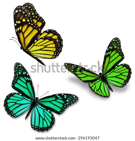 Three colorful monarch butterfly isolated on white background