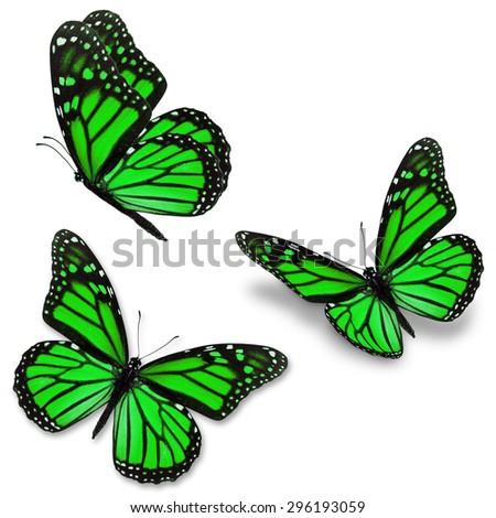 Three green monarch butterfly, isolated on white background