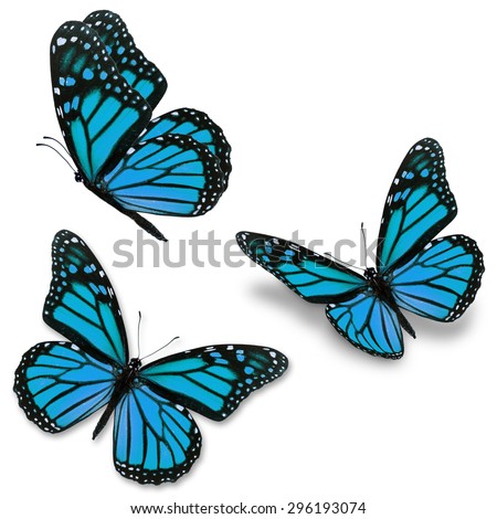 Three blue monarch butterfly, isolated on white background