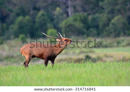 hog deer stand alone on grassland, animal on Thailand