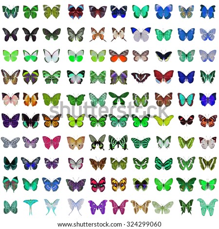 Collection of 100 butterfly and moth isolated on white background