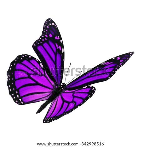 Beautiful purple monarch butterfly flying isolated on white background
