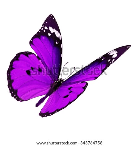 Beautiful purple monarch butterfly flying isolated on white background