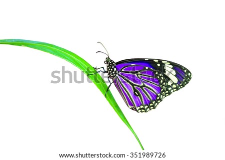 Beautiful purple monarch butterfly on green leaf, white background