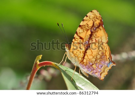 Common Yellow Butterfly