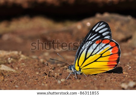 yellow red  butterfly (Painted Jezebel)