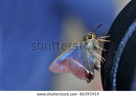 small butterfly (White-banded Awl)