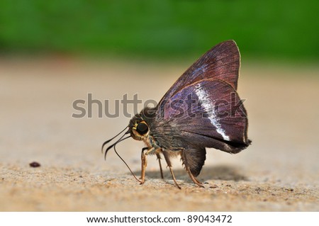 White-banded Awl butterfly of Thailand background