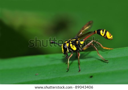 black and yellow insect from Thailand