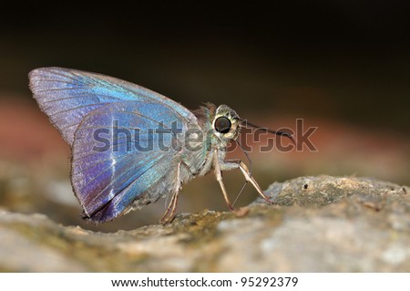 White-banded Awl butterfly of Thailand background